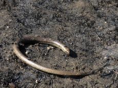 Желтопузик-тракийский_2